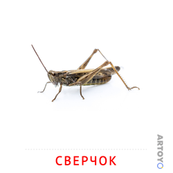 ​карточки Домана на тему «Насекомые: карточка Домана Сверчок