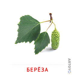 Карточка Домана Листья берёзы