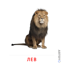 Карточка Домана Лев — А4