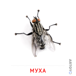 Карточка Домана Муха, чёрно-белый контур