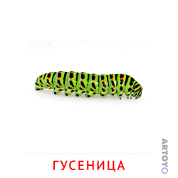 Карточка Домана Гусеница