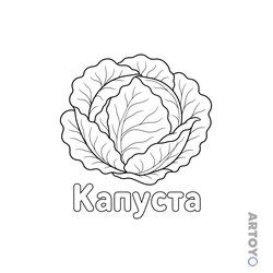 Капуста — раскраска для распечатки