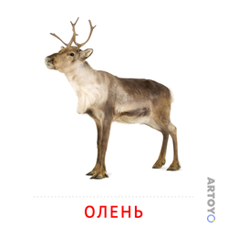 Карточки Домана для детей на тему «Животные: карточка Домана Олень