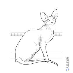 Коты кошки, котят: раскраска Кошка царской породы