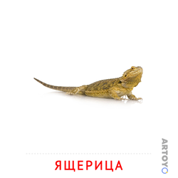 Карточка Домана Ящерица, чёрно-белый контур