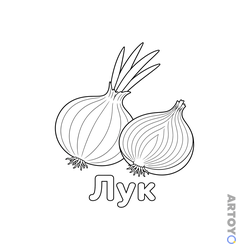 Две крупные луковицы с корешками, у задней луковицы растут пять длинных зелёных перьев
