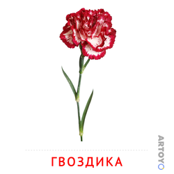 Карточка Домана Гвоздика, чёрно-белый контур