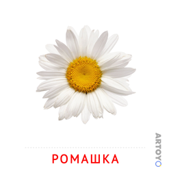 Ромашка — карточка Домана для распечатки