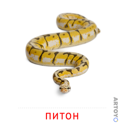 Карточка Домана Питон — А4
