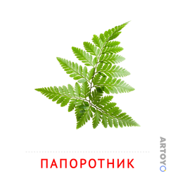 Карточки Домана на тему «Цветы: карточка Домана Папоротник