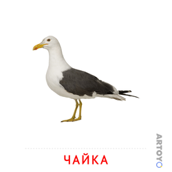 Карточки Домана на тему «Птицы: карточка Домана Чайка
