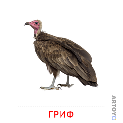 Карточка Домана Гриф — А4