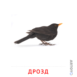 Карточка Домана Дрозд