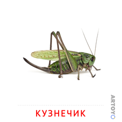 Кузнечик — карточка Домана для распечатки