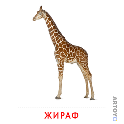 Карточка Домана «Жираф» из категории Карточки Домана для детей на тему «Животные