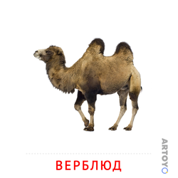 Карточка Домана «Верблюд» из категории Карточки Домана для детей на тему «Животные