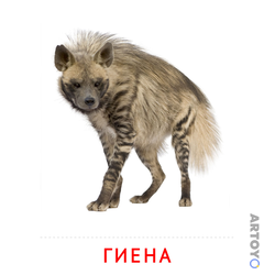Карточка Домана Гиена — А4