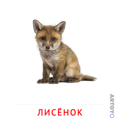 Карточки Домана на тему «Животные и их детеныши: карточка Домана Лисёнок