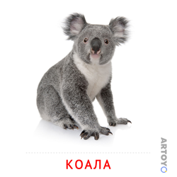 Карточка Домана «Коала» из категории Карточки Домана для детей на тему «Животные