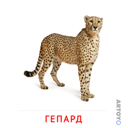 Карточка Домана Гепард