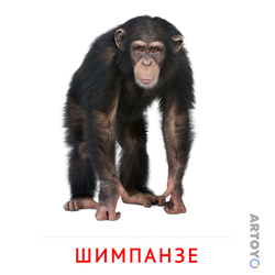 Карточки Домана для детей на тему «Животные: карточка Домана Шимпанзе