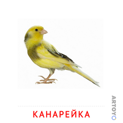 Карточка Домана Канарейка, чёрно-белый контур