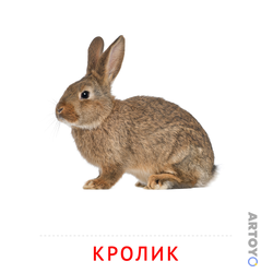 Кролик — карточка Домана для распечатки