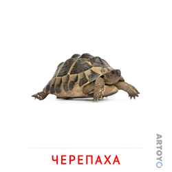 Карточка Домана Черепаха — А4
