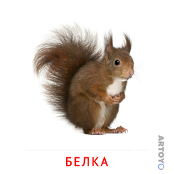 Карточка Домана «Белка» из категории Карточки Домана на тему «Животные и их детеныши
