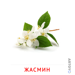 Карточка Домана Жасмин — А4