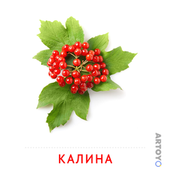 Карточка Домана «Калина» из категории Карточки Домана для детей на тему «Фрукты и ягоды