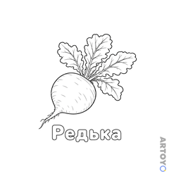 Одна крупная круглая редька с четырьмя широкими листьями и длинным тонким корешком