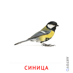 Карточка Домана Синица, чёрно-белый контур