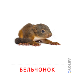 Карточки Домана на тему «Животные и их детеныши — картинки для печати