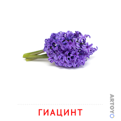 Карточка Домана Гиацинт, чёрно-белый контур