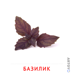 Карточка Домана Базилик, чёрно-белый контур