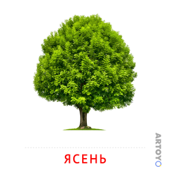 Карточки Домана на тему «Листья и деревья: карточка Домана Ясень