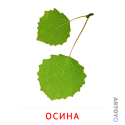 Карточки Домана на тему «Листья и деревья: карточка Домана Листья осины