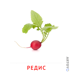 Карточка Домана «Редис» из категории Карточки Домана на тему «Овощи и травы