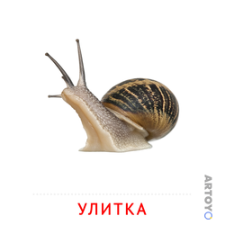 ​карточки Домана на тему «Насекомые: карточка Домана Улитка